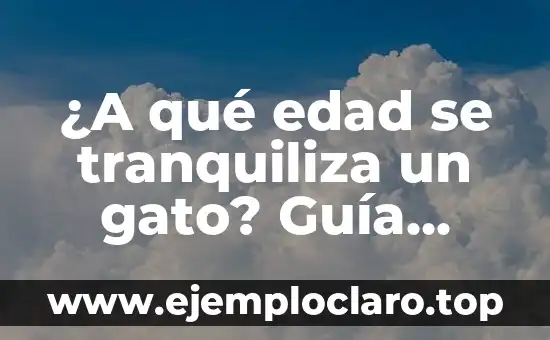 Significado de Felino 8 ¿A qué edad se tranquiliza un gato? Guía definitiva para entender el desarrollo felino