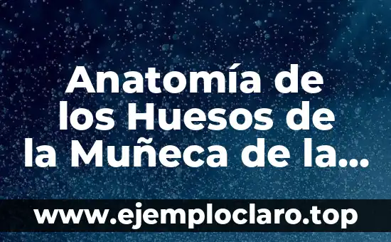 Anatomía de los Huesos de la Muñeca de la Mano