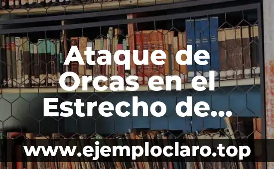 Conciencia Clara de Campo Estrecho: Entendiendo el Concepto 5 Ataque de Orcas en el Estrecho de Gibraltar: Una Amenaza Real