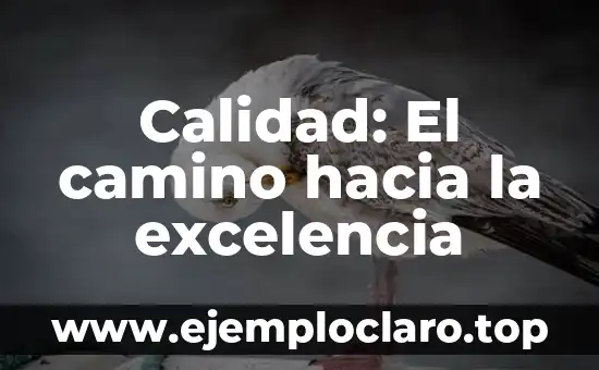 Ganador de Maestros de la Costura: Descubre el Arte de la Costura de Alta Calidad 7 Calidad: El camino hacia la excelencia