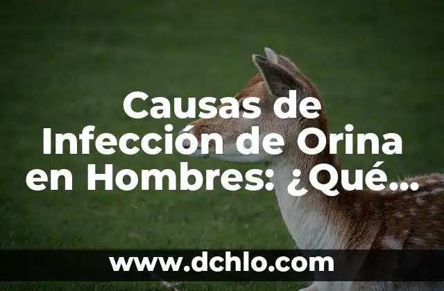 Tatuajes de Reloj para Hombres: Simbolismo y Diseño 3 Causas de Infección de Orina en Hombres: ¿Qué los Provoca?