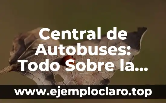 Central de Autobuses: Todo Sobre la Estación de Autobuses