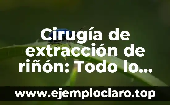 Cirugía de extracción de riñón: Todo lo que debes saber