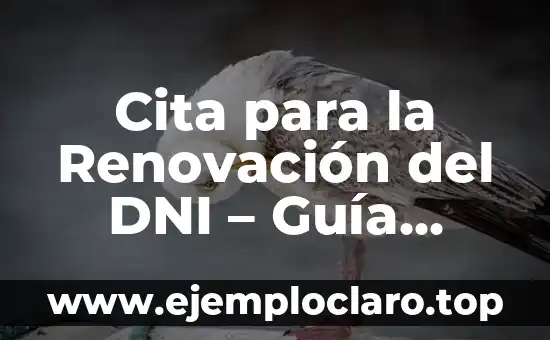 Tipos de Articulaciones Según su Movimiento: Una Guía Completa 3 Cita para la Renovación del DNI – Guía Completa y Actualizada