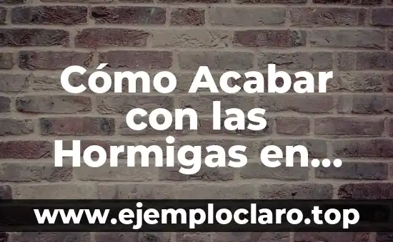 Cómo Acabar con las Hormigas en Casa para Siempre - Guía Definitiva