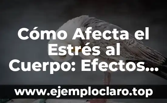 Cómo Afecta el Estrés al Cuerpo: Efectos Físicos y Mentales
