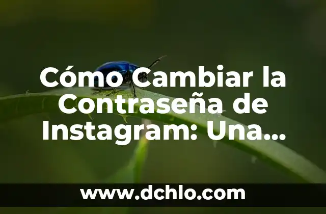 Tipos de Orejas y su Significado: Una Guía Completa 8 Cómo Cambiar la Contraseña de Instagram: Una Guía Detallada