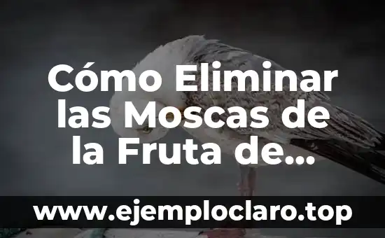 Cómo Eliminar las Moscas de la Fruta de Forma Natural y Efectiva