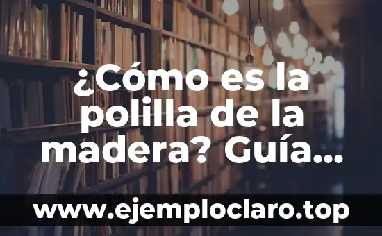 Concepto y significado de estrategia libros: Guía Completa 3 ¿Cómo es la polilla de la madera? Guía completa sobre esta plaga