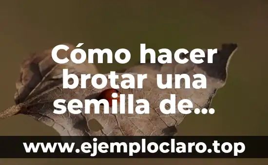 Significado de Semilla de una Flor 8 Cómo hacer brotar una semilla de pimienta negra