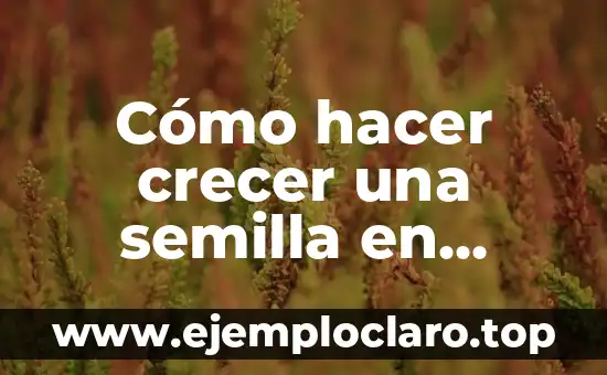 Significado de Semilla de una Flor 4 Cómo hacer crecer una semilla en algodón