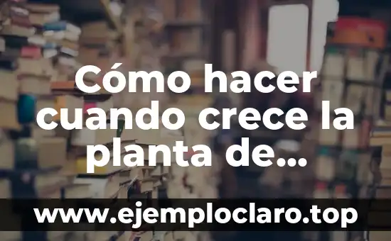 Cómo hacer cuando crece la planta de calabacín