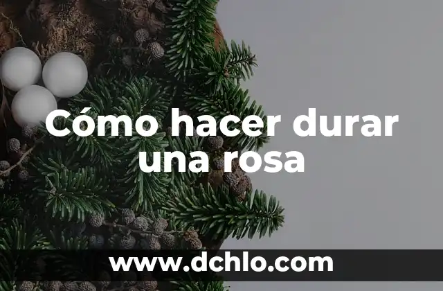 Flor de Amapola Rosa Significado 6 Cómo hacer durar una rosa