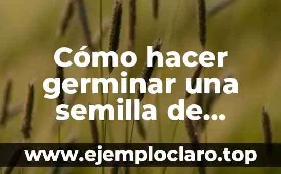 Significado de Semilla de una Flor 5 Cómo hacer germinar una semilla de tejocote