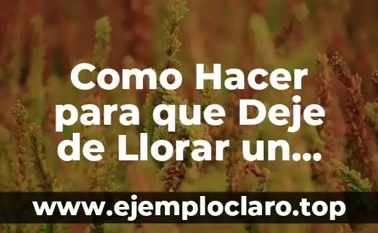 Cómo hacer que mi bebé deje de llorar 5 Como Hacer para que Deje de Llorar un Perro