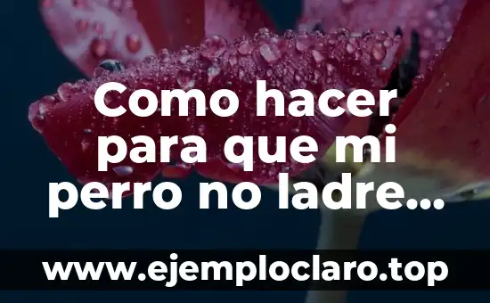 Como hacer para que mi perro no ladre en casa