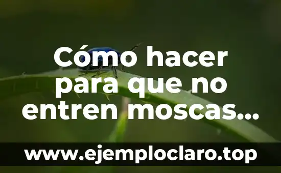 Cómo hacer para que no entren moscas en casa