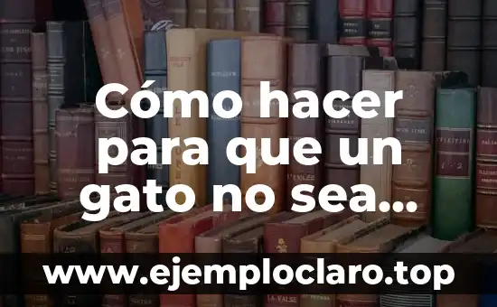 Cómo hacer para que un gato no sea agresivo