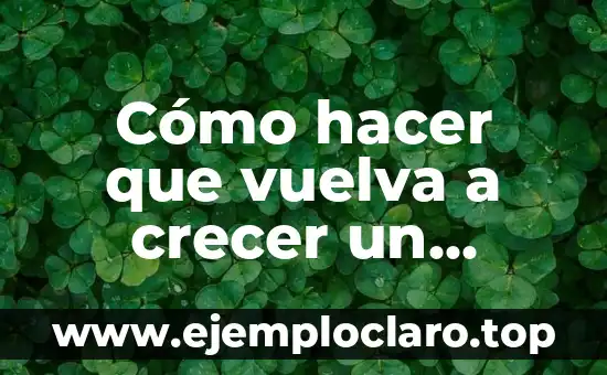 Cómo hacer que vuelva a crecer un diente