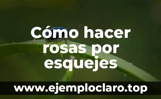 Cómo hacer rosas por esquejes