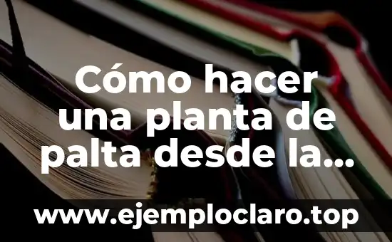 Significado de Semilla de una Flor 3 Cómo hacer una planta de palta desde la semilla