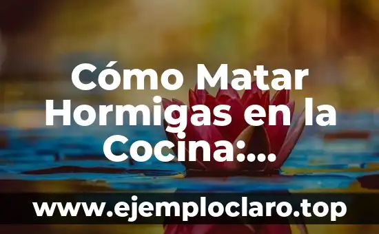 Cómo Matar Hormigas en la Cocina: Soluciones Efectivas y Seguras