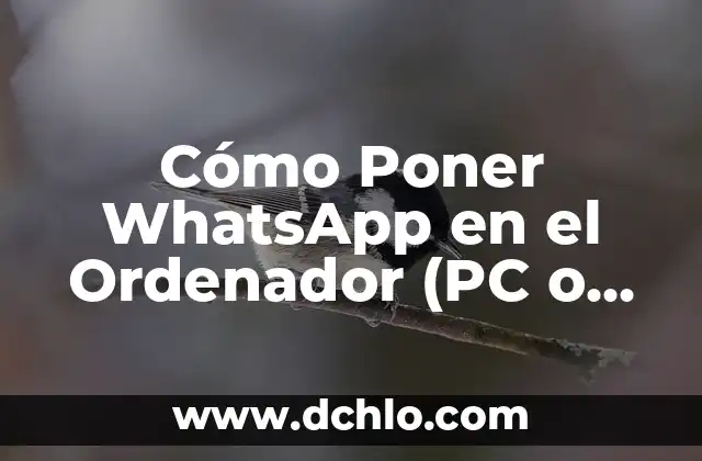 ¿Qué Poner para que no se Meen los Perros en el Jardín?: Soluciones Efectivas 5 Cómo Poner WhatsApp en el Ordenador (PC o Mac) de Forma Segura y Fácil
