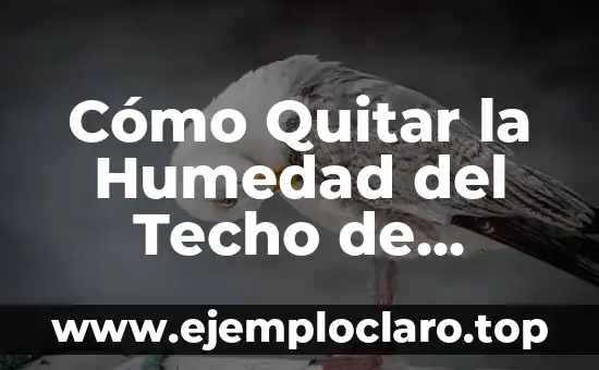 Humedad Atmosférica: Un Concepto Clave en Meteorología 8 Cómo Quitar la Humedad del Techo de Forma Efectiva