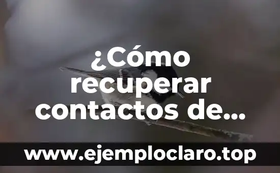 ¿Cómo recuperar contactos de WhatsApp eliminados?