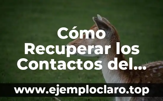 Cómo Recuperar los Contactos del Móvil Perdidos o Eliminados
