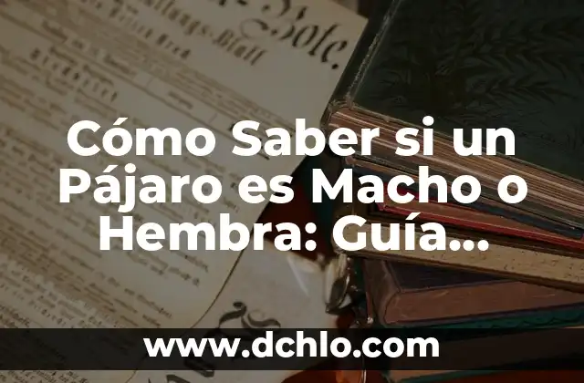 ¿Qué es la Aritmética? 3 Cómo Saber si un Pájaro es Macho o Hembra: Guía Definitiva