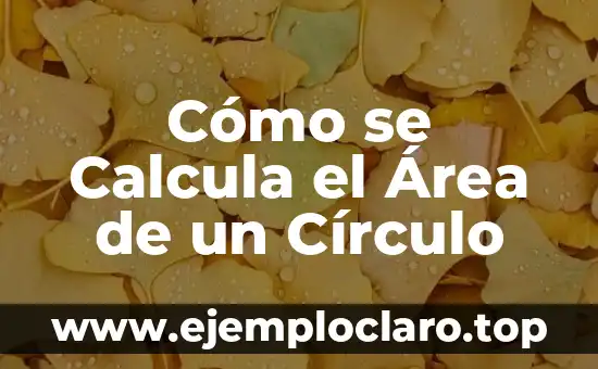 Cómo se Calcula el Área de un Círculo