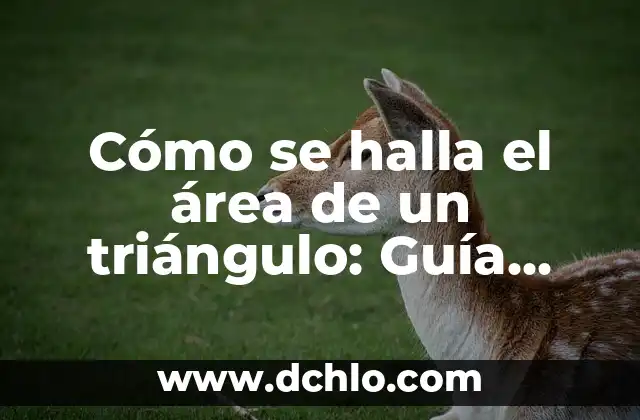 Cómo Dejar de Ser una Persona Tóxica: Un Guía para Cambiar 7 Cómo se halla el área de un triángulo: Guía detallada y completa