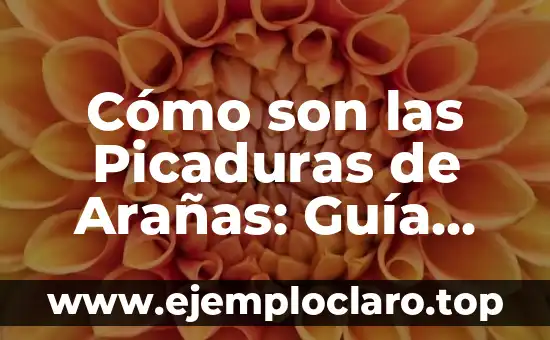 Cómo son las Picaduras de Arañas: Guía Completa y Detallada