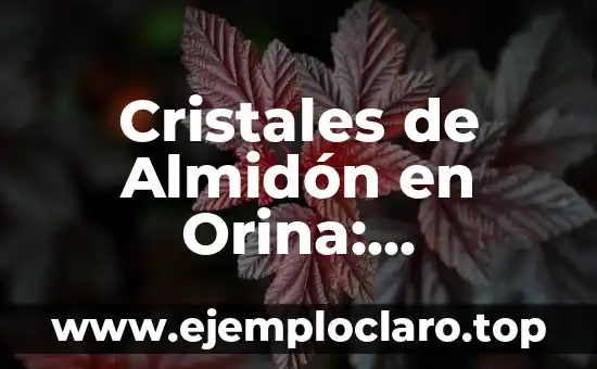 Cristales de Colores: Más que Solo Belleza 3 Cristales de Almidón en Orina: Significado y Análisis Detallado