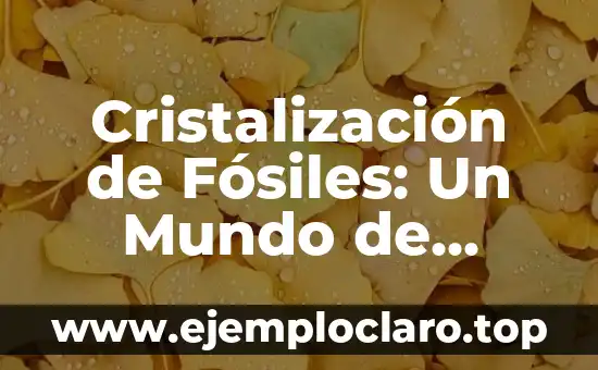 Cristalización de Fósiles: Un Mundo de Preservación y Belleza Geológica