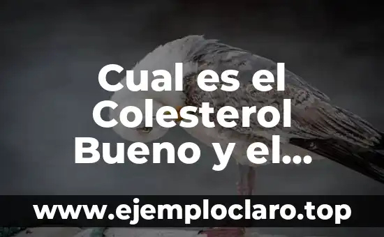 Concepto y significado de estrategia libros: Guía Completa 6 Cual es el Colesterol Bueno y el Malo: Guía Completa