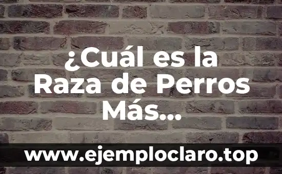 ¿Cuál es la Raza de Perros Más Inteligente? – Descubre la Respuesta