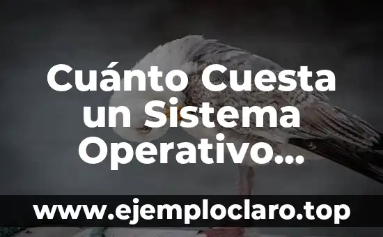 Cuánto Cuesta un Sistema Operativo Windows 11: Precio y Opciones de Licencia