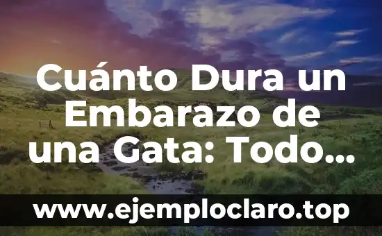Cuánto Dura un Embarazo de una Gata: Todo lo que Necesitas Saber