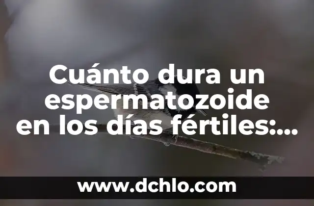 4 Dias Sin Comer ¿Cuánto Adelgaza? ¡Descubre la Verdad! 3 Cuánto dura un espermatozoide en los días fértiles: Todo lo que debes saber