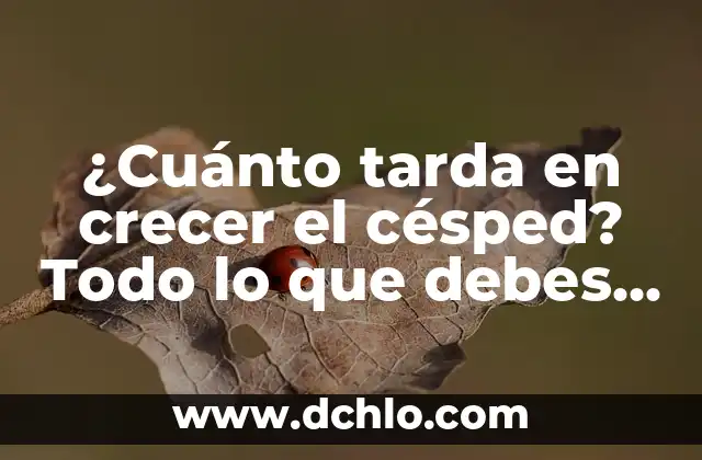 Cómo Crecer el Pelo Rápido: Los Mejores Suplementos y Consejos 8 ¿Cuánto tarda en crecer el césped? Todo lo que debes saber sobre el crecimiento del césped