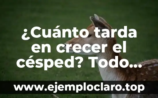 ¿Cuánto tarda en crecer el césped? Todo lo que debes saber sobre el crecimiento del césped