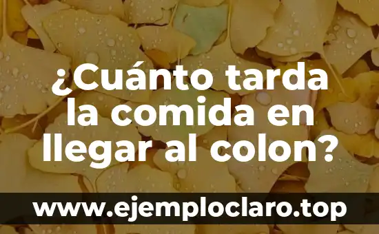 Comida para Navidad Fácil de Preparar: Ideas y Recetas para una Fiesta Inolvidable 6 ¿Cuánto tarda la comida en llegar al colon?