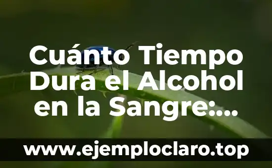 Cuánto Tiempo Dura el Alcohol en la Sangre: Guía Completa