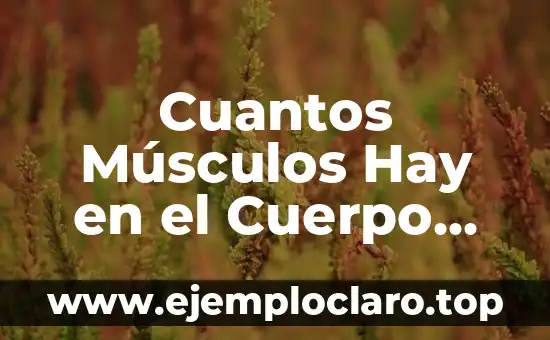 Cuantos Músculos Hay en el Cuerpo Humano: Una Guía Completa