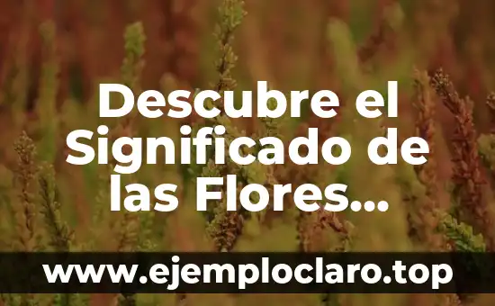 El significado de reciar indias: Un viaje a través de la historia y la cultura 3 Descubre el Significado de las Flores Hortensia