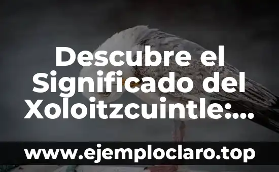 Perro Ayuda a su Dueña con Taquicardia: Una Historia de Amor y Lealtad 5 Descubre el Significado del Xoloitzcuintle: Un Perro Único
