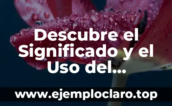 Descubre el Significado y el Uso del Cartapacio