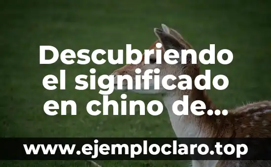 Descubriendo el significado en chino de fiewqewwa